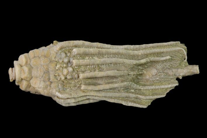 Fossil Crinoid (Macrocrinus) - Crawfordsville, Indiana #135626